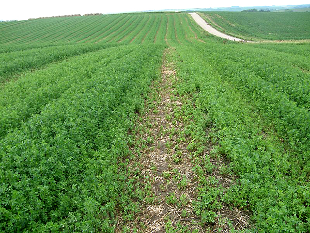 Alfalfa winterkill seems to be an issue this spring throughout Wisconsin and stretching into surrounding states such as northern Illinois and eastern Minnesota. (DTN file photo)